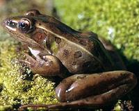 Combined effects of copper and climate can be deadly for amphibians