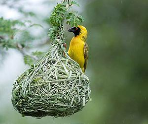 Feathered friends are far from bird-brained when building nests