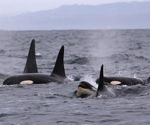 False killer whales use acoustic squint to target prey