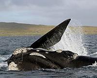 Satellites help spot whales