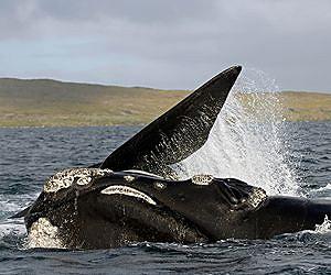 Fighting back from extinction, New Zealand right whale is returning home