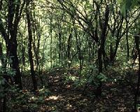 Study finds people transformed how species associated after 300 million years