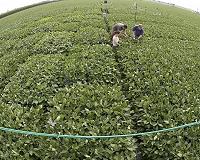Four crops alone comprise close to 50 per cent of all crops grown globally