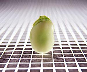 China approves imports of GM soybean from Brazil