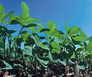 Argentine soybean yield goes below budget