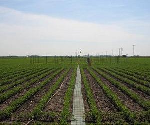 Smaller Rows Contribute To More Soybean Yields In Colder Climates