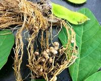 How roots grow