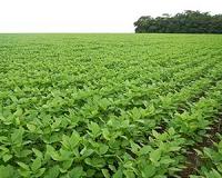 Season-long nutrient supply in soybean a low-hanging fruit