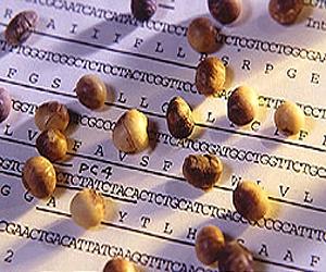 Wild seeds seen as world crop 'insurance'