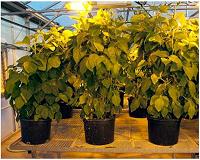 Soybean nitrogen breakthrough could help feed the world