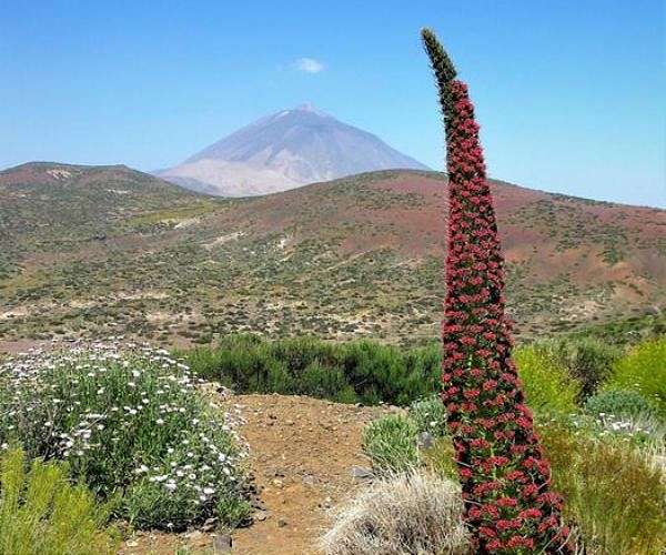 Spain battles 'out of control' wildfire on Tenerife