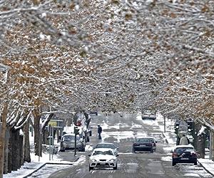 Predicting Tree Failures And Estimating Damage From Diseased Trees