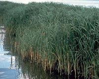 Seawater plants yield green aviation fuel