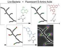 Approach helps identify new biofuel sources that don't require farmland