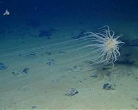Warning over deep-sea 'gold rush'