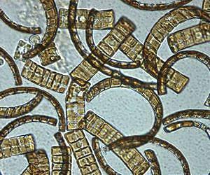 Prodigal plankton species makes first known migration from Pacific to Atlantic via Pole