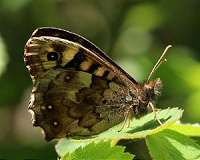 Research into extreme weather effects may explain recent butterfly decline
