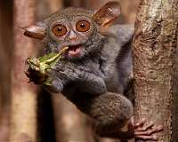 Indonesia cuts ties with WWF over ethics breach claims