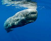 Oil And Gas Seismic Work Not Affecting Gulf Sperm Whales