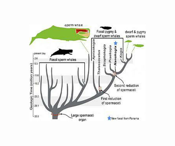 Exploring the mysterious alphabet of sperm whales