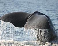 Sperm whale 'clicks' help scientists understand behaviour