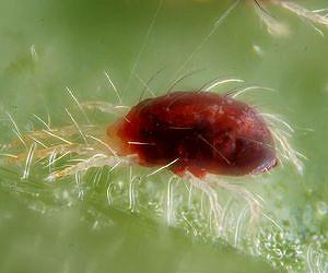 Mite-y genomic resources for bioenergy crop protection
