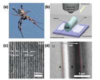 Spider silk: Mother Nature's bio-superlens