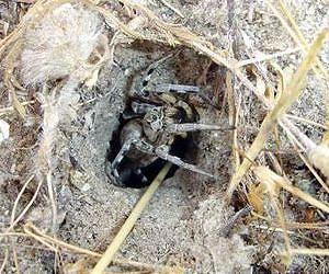 Spiders suffer from human impact