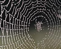 Spider silk ties scientists up in knots