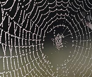 Spider Silk Reveals A Paradox Of Super-Strength