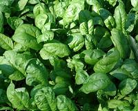 Vibrations enhance efficiency of photosynthesis