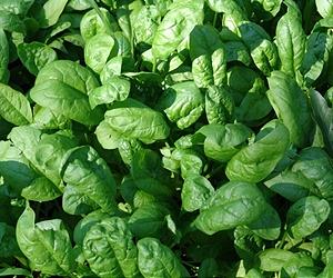 Green leaf volatiles increase plant fitness via biocontrol