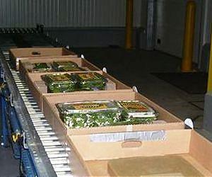 Electron-beam irradiation reduces virus-related health risk in lettuce and spinach