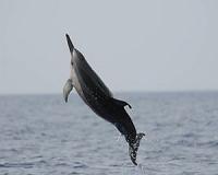 Solomon Islands dolphin hunts cast spotlight on small cetacean survival