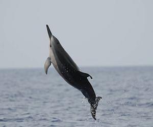 Dolphins can remain alert for up to 15 days at a time with no sign of fatigue