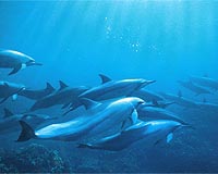 Dolphins Maintain Round-The-Clock Visual Vigilance