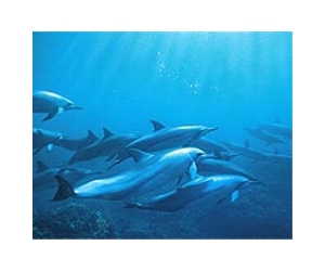 Animal welfare group pushes for dolphins' release