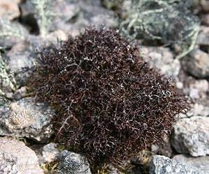 Flexible partnership allows lichens to occur in different habitats