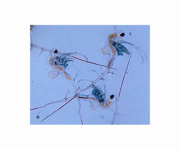 Water fleas demonstrate rapid evolution in response to predation