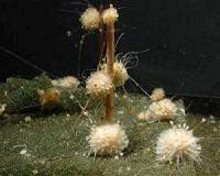 The first animals created a world hospitable to complex life forms
