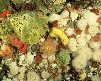 Soft coral garden found in Greenland's deep sea