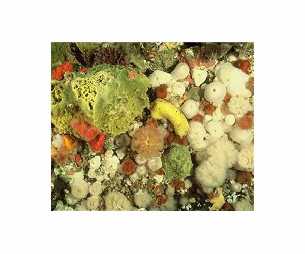 Stiff skeletons on demand in Pacific soft coral open path for bio-inspired materials