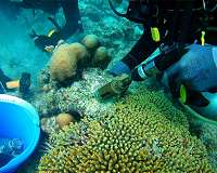 How sponges undermine coral reefs from within