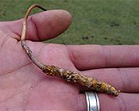 Himalayan Viagra fuels caterpillar fungus gold rush