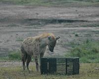 Study shows animals with larger brains are best problem solvers