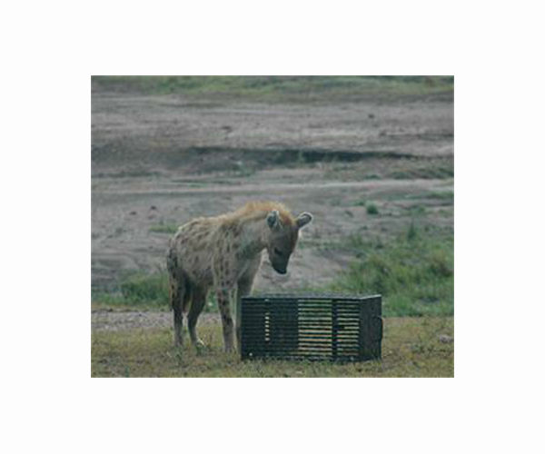 Five-year-old child killed by hyena in Kenya