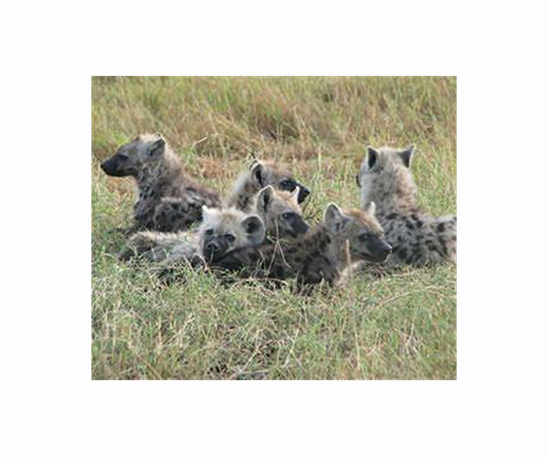 Survey shows decline in Uganda's lions but hyenas thrive