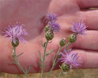 Biocontrol Insect Exacerbates Invasive Weed