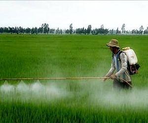 Black rice and tea in Italy as China shows its green side