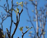 Is spring getting longer